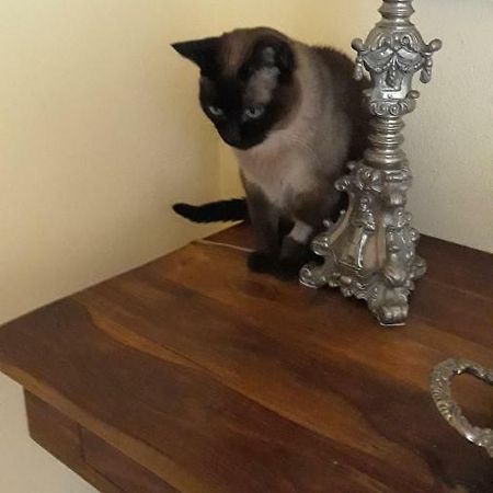 Alloggio Petunia Busto Arsizio Dış mekan fotoğraf